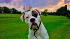 Американський бульдог